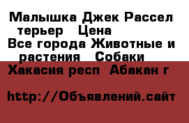 Малышка Джек Рассел терьер › Цена ­ 40 000 - Все города Животные и растения » Собаки   . Хакасия респ.,Абакан г.